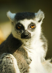 leicht dösender Katta (Lemur catta) im Sonnenschein