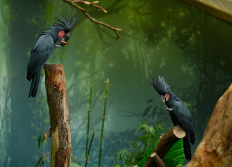 Zwei Palmkakadus (Probosciger aterrimus) mit aufgestellten Federn