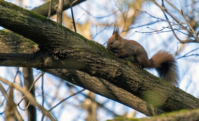Red squirrel on a tree branch for background