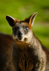 Wallaby Känguru blinzelt in die Sonne, Notamacropus agilis