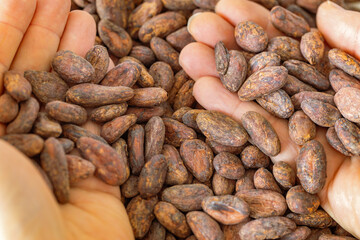 Dry cocoa seeds. Organic healthy organic food, Concept, cocoa prices, High content of magnesium and theobromine, Food industry for making chocolate, drinks, cakes and ice cream - 781512533