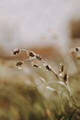 flowering grass bathed in morning dew and sunlight