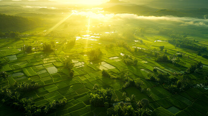Capturing the Majestic Beauty of Interconnected Paddy Fields from Above