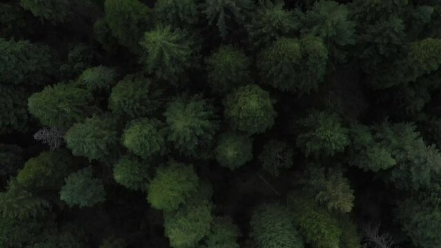 A forest with many trees and a dark sky