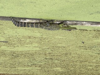 alligator in the swamp