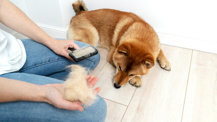 grooming and combing out hair for dogs