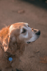 portrait of a dog