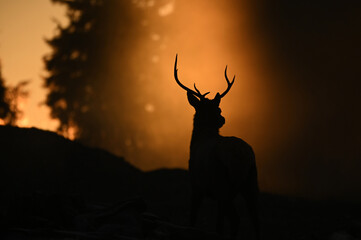 Silhouette of a deer on Vancouver Island