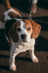 beagle dog portrait
