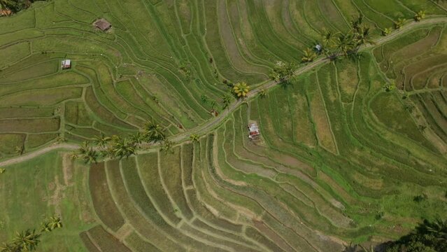 Aerial: Jatiluwih Rice Terraces in Bali, Indonesia.