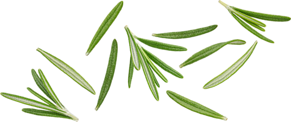 Falling rosemary leaves isolated