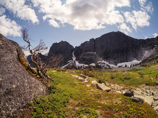 Taiga summer landscape. Sunny day on a mountain taiga slope.