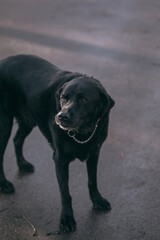 black labrador retriever