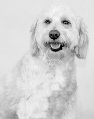 Retrato em preto e branco de um cão branco