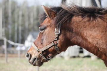 Brown horse on a field. Portrait of an animal. Horse with black mane. Shallow depth of field. Horse...