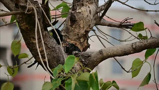 Black Drongo bird feeding her chicks in a tree, a testament to the nurturing nature of these birds