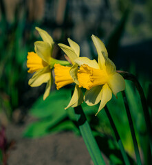 Spring flower yellow Narcissus in the garden, macro