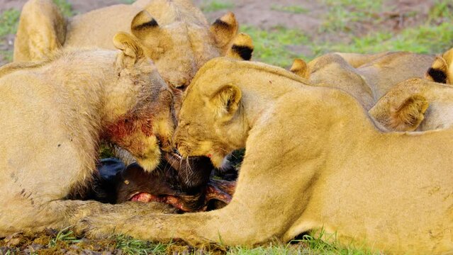 Pride of lions feeding on a young African buffalo calf with the rib cage of the prey exposed, South Africa. Botswana. African Safari 