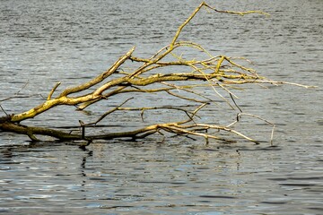dead tree in the pond