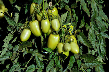 Rama de tomate verde