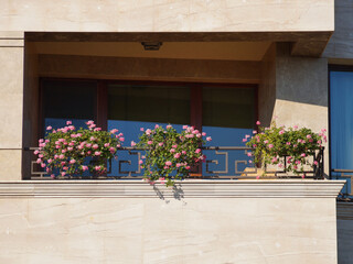 Fototapeta na wymiar pink geraniums in flowerpots bloom on a sunny balcony
