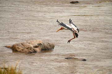 Yellow-Billed Stork in Serengeti, Tanzania