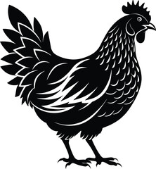 rooster isolated on white background