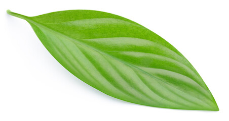 Green leaf isolated. Green leaves on white top view. Full depth of field - 781522116