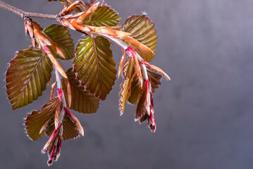 Beech tree twig with young springtime leaves - 781522350