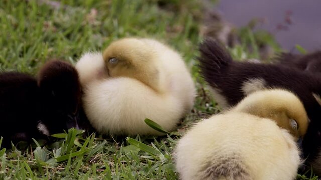 ducklings in grass