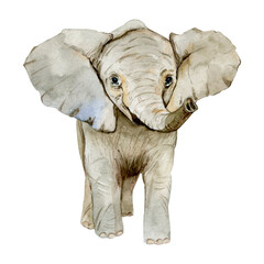Watercolor hand-drawn cute baby Elephant on a transparent background