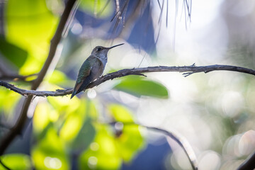 Fototapeta premium A hummingbird is perched on a branch in a tree. The bird is small and brown, and it is sitting on a thin branch. The image has a peaceful and serene mood, as the bird is enjoying its time in the tree