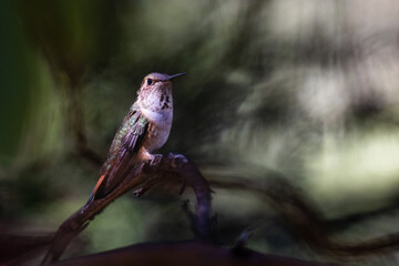 Fototapeta premium A hummingbird is perched on a branch in the shade. The bird is small and brown, with a greenish tint to its feathers. Concept of tranquility and peacefulness