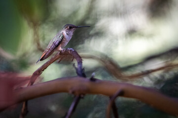 A hummingbird is perched on a branch. The bird is small and brown with a green head. The image has a peaceful and serene mood, as the bird is sitting calmly on the branch