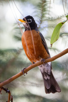 A bird is perched on a branch, looking down at the ground. The bird is brown and white in color