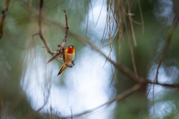 A hummingbird is perched on a branch. The bird is red and black. The branch is thin and brown