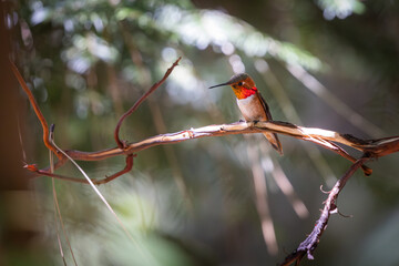 Obraz premium A hummingbird is perched on a branch in the sunlight. The bird is small and brown with a red beak. Concept of peace and tranquility, as the bird is enjoying the warmth of the sun