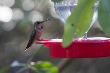 A hummingbird is perched on a red bird feeder with soft natural light and greenery in the background.