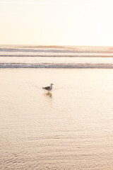 A seagull is swimming in the ocean. The water is calm and the sky is orange
