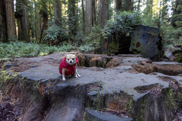 Small Chihuahua sitting on a very large redwood stump in California.
