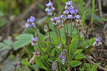 Raues Veilchen (Viola hirta) mit Mutation oder Krankheit