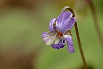 Raues Veilchen (Viola hirta) mit Mutation oder Krankheit