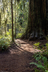 Beautiful afternoon in the Jedediah Smith Redwood forest in northern California