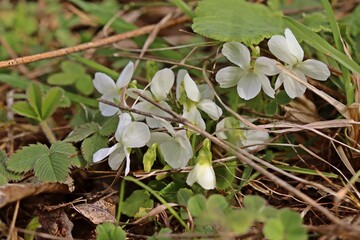Weißling des Rauen Veilchens (Viola hirta)