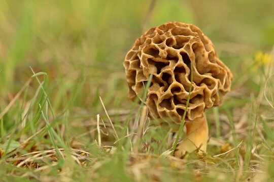Speise-Morchel (Morchella esculenta agg.).