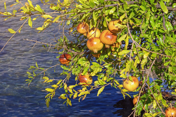 Branches of a pomegranate tree with ripe fruit on coast of bay