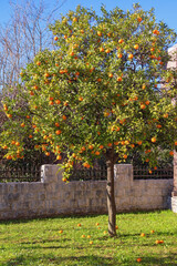 Tangerine tree with fruit in garden on sunny day
