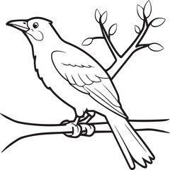 Crow coloring pages. Crow bird outline vector for coloring book