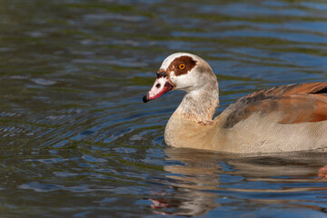 Portrait of an adult male Nile or Egyptian goose (Alopochen aegyptiaca) swimming in the water - 781528741