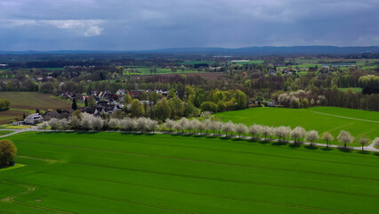 Aerial drone view of spring landscape a road among blossoming cherry alley near village and green fields. Germany countryside. - 781528752